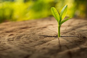 About Counselling. leaf